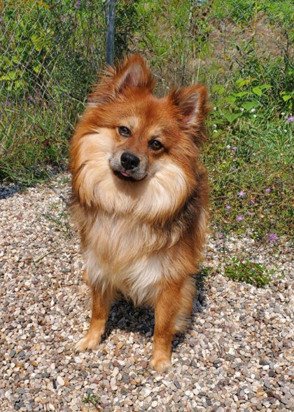 Simon (6410), an adoptable Pomeranian in Lake City, MI, 49651 | Photo Image 1