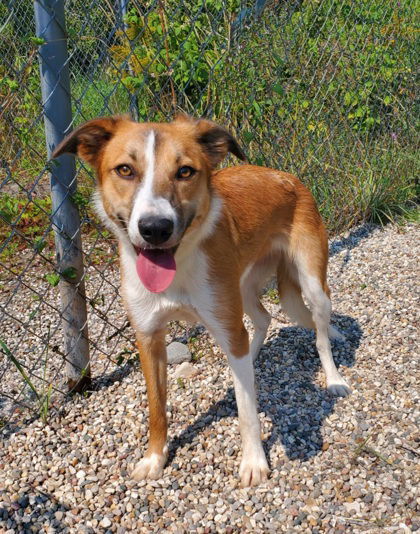 Ripple (6409), an adoptable Mixed Breed in Lake City, MI, 49651 | Photo Image 1