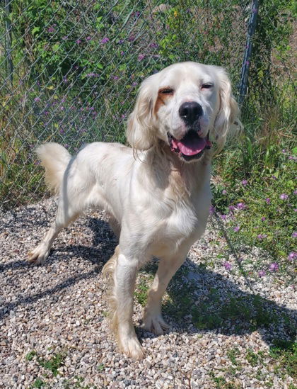 Jacob (6392), an adoptable English Setter in Lake City, MI, 49651 | Photo Image 1