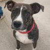 Buster photo 1