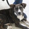 Buster photo 2