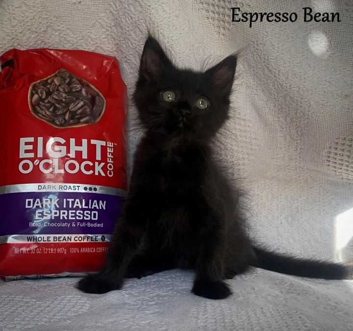 Espresso Bean 2