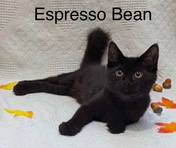 Espresso Bean 4