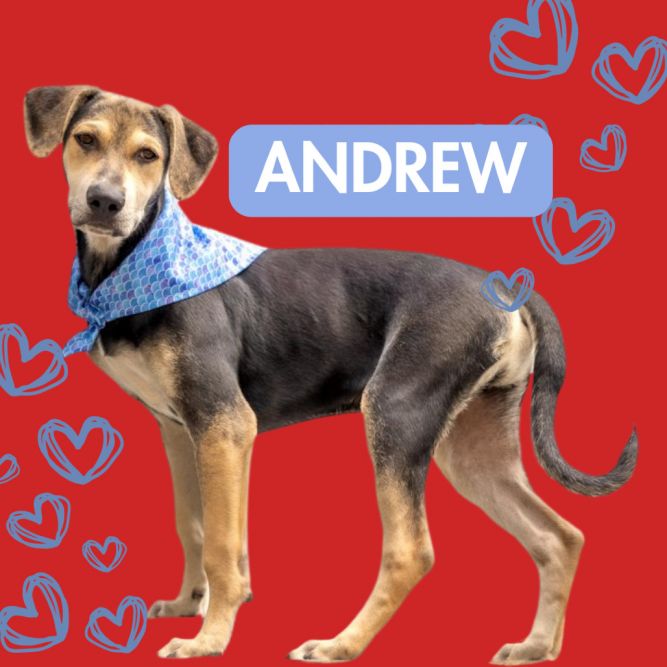 Andrew