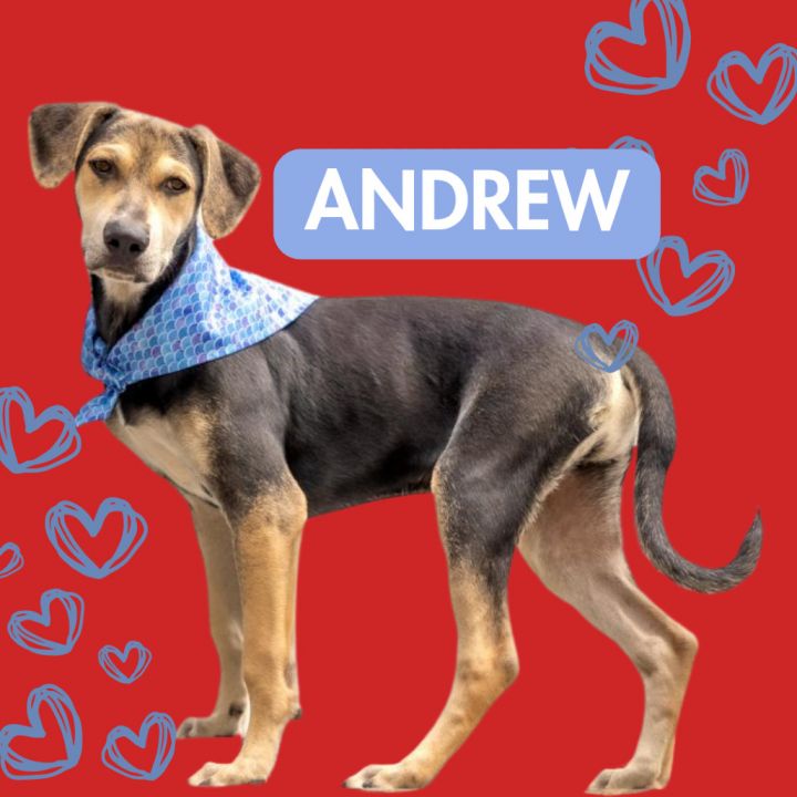Andrew 1
