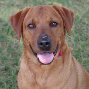 Hi my name is Kayce My owners adopted me from PAWS4you as a puppy but can no longer take care