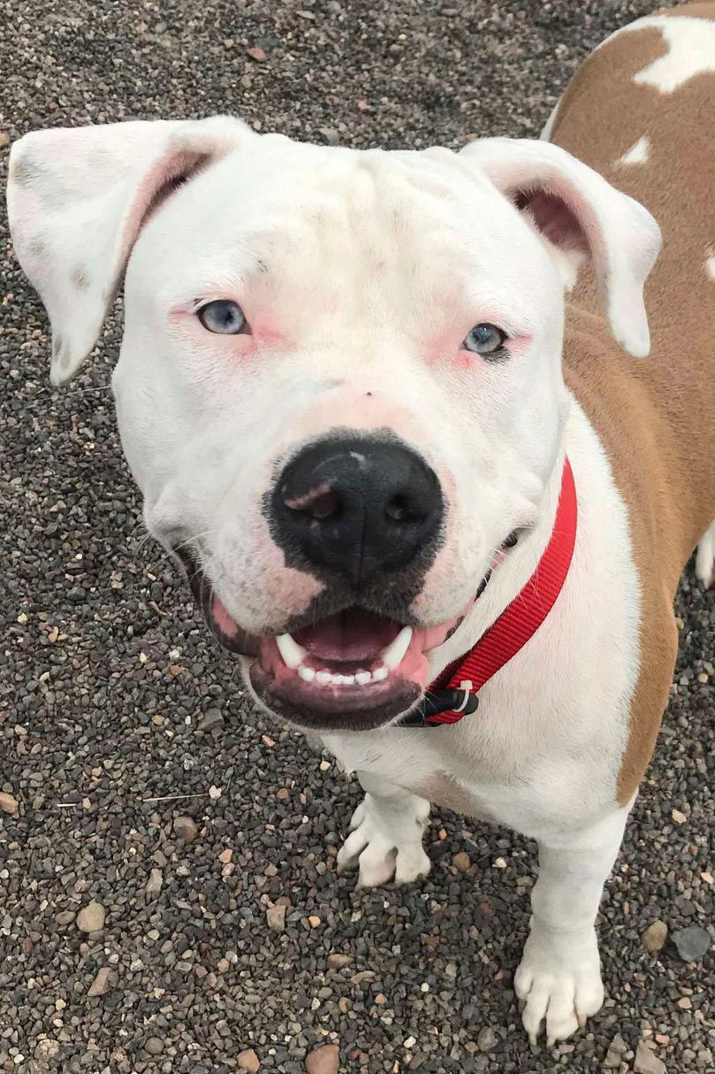 Jake, an adoptable American Bulldog in Webster, WI, 54893 | Photo Image 1