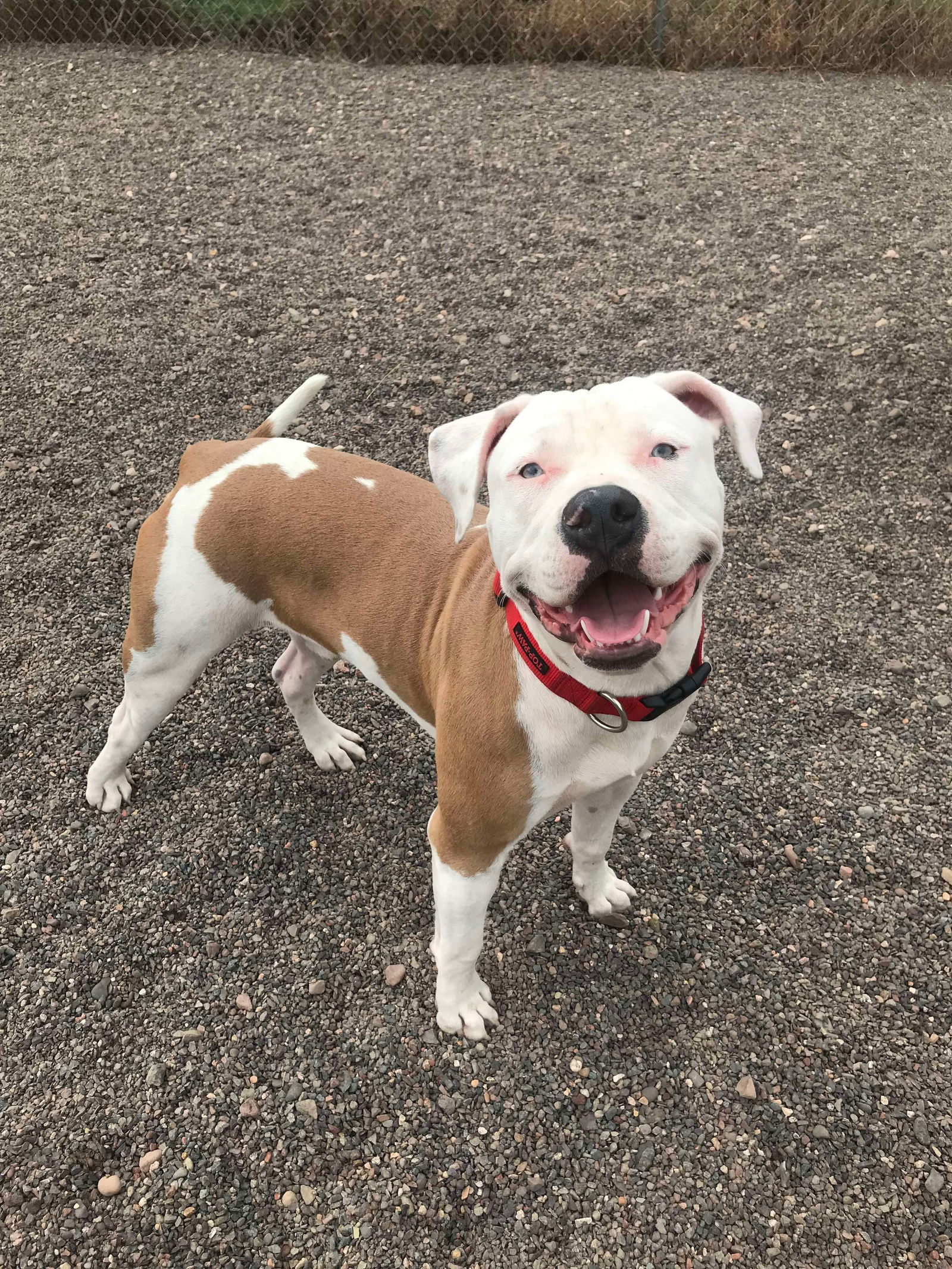 Jake, an adoptable American Bulldog in Webster, WI, 54893 | Photo Image 2