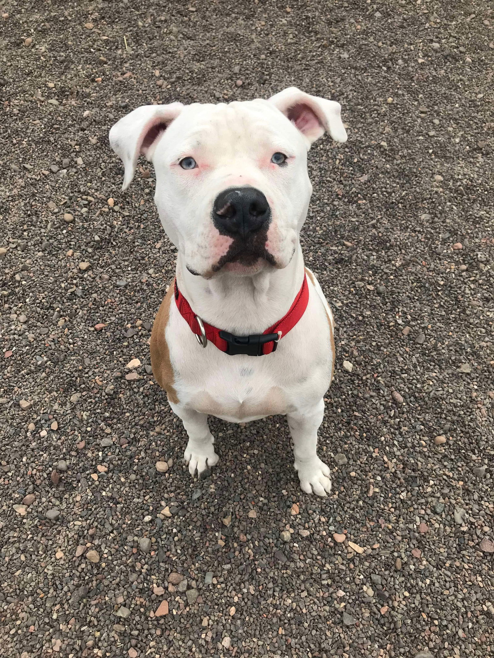 Jake, an adoptable American Bulldog in Webster, WI, 54893 | Photo Image 3