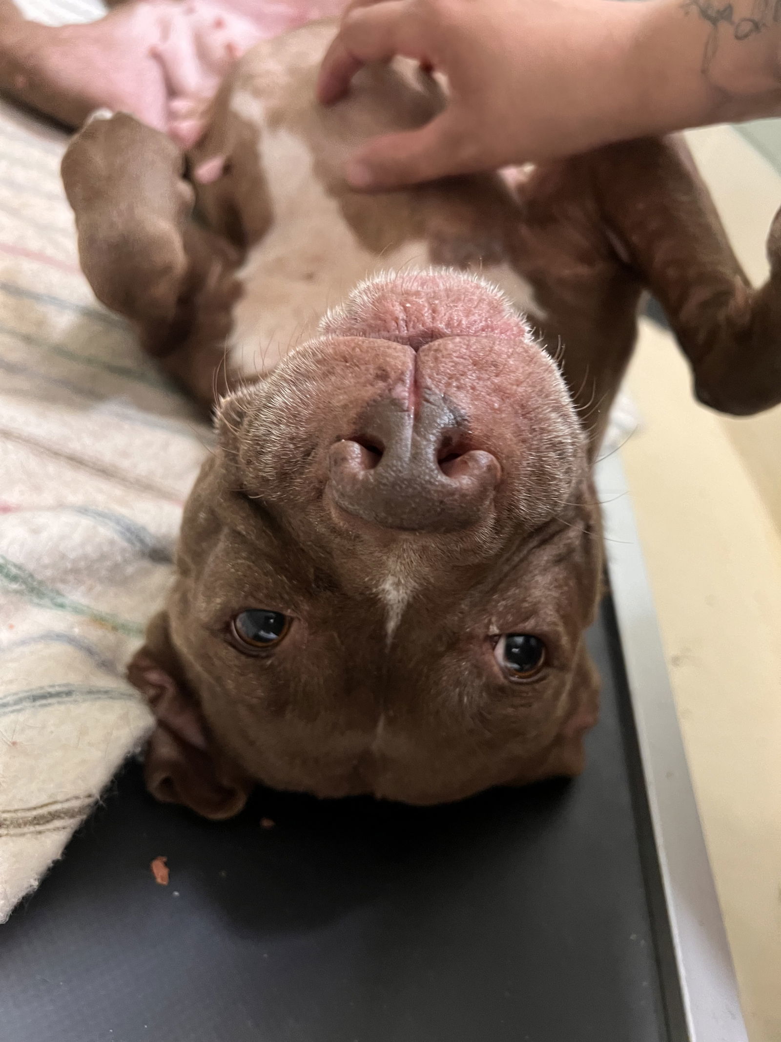 Sweetie-May, an adoptable Pit Bull Terrier, American Staffordshire Terrier in Webster, WI, 54893 | Photo Image 3