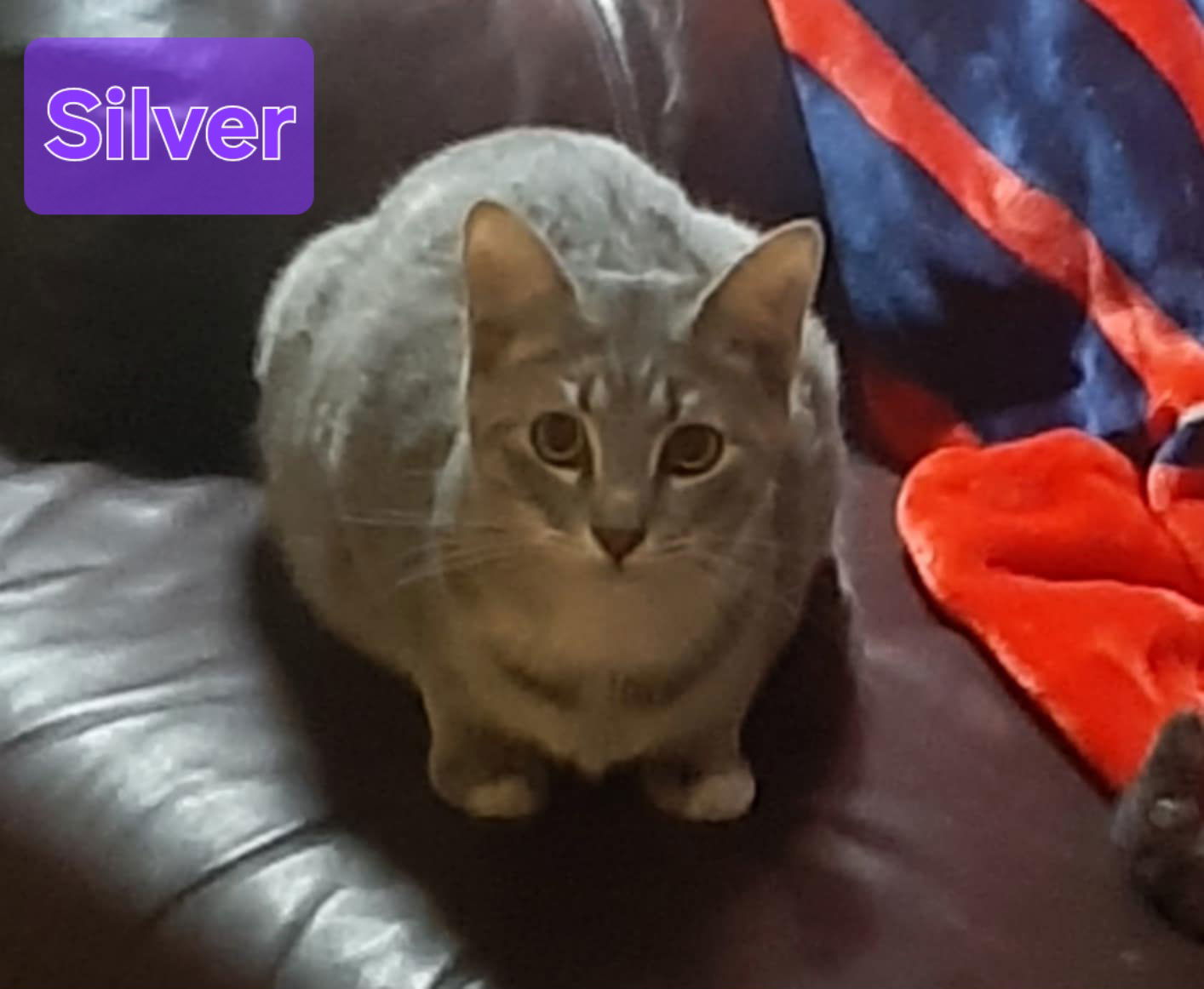 Silver, an adoptable Domestic Short Hair in Milton, FL, 32583 | Photo Image 1