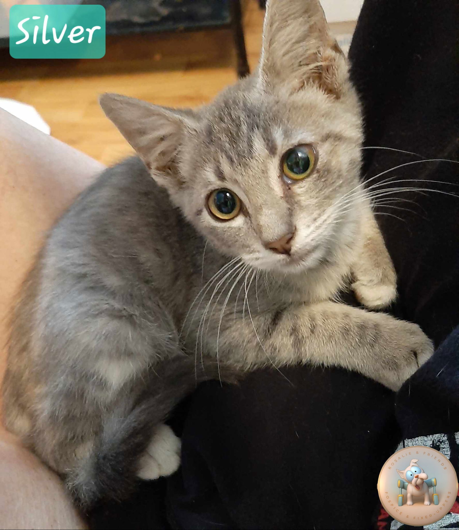 Silver, an adoptable Domestic Short Hair in Milton, FL, 32583 | Photo Image 2