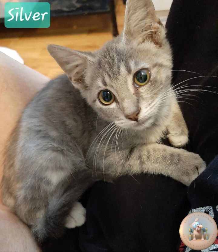 Silver 2