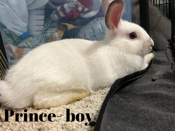 Prince 6