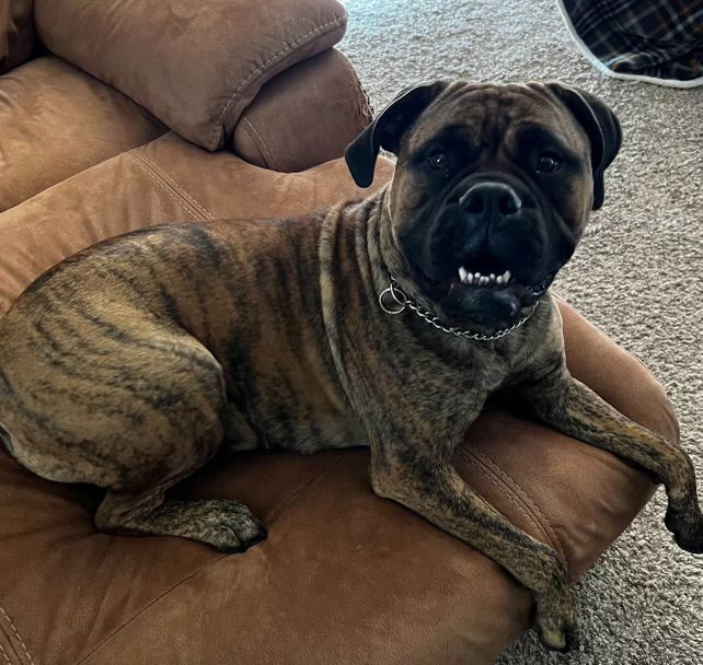 Sadie, an adoptable Bullmastiff in Glendale, AZ, 85308 | Photo Image 1