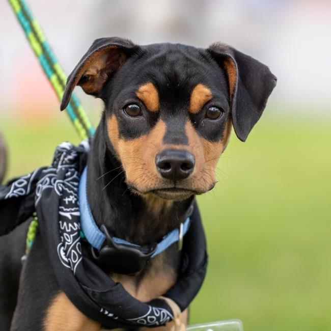 Dog for adoption Lee a Miniature Pinscher Pug Mix in San Diego CA Petfinder