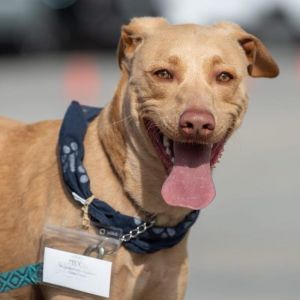Bubba, Young Male Labrador Retriever