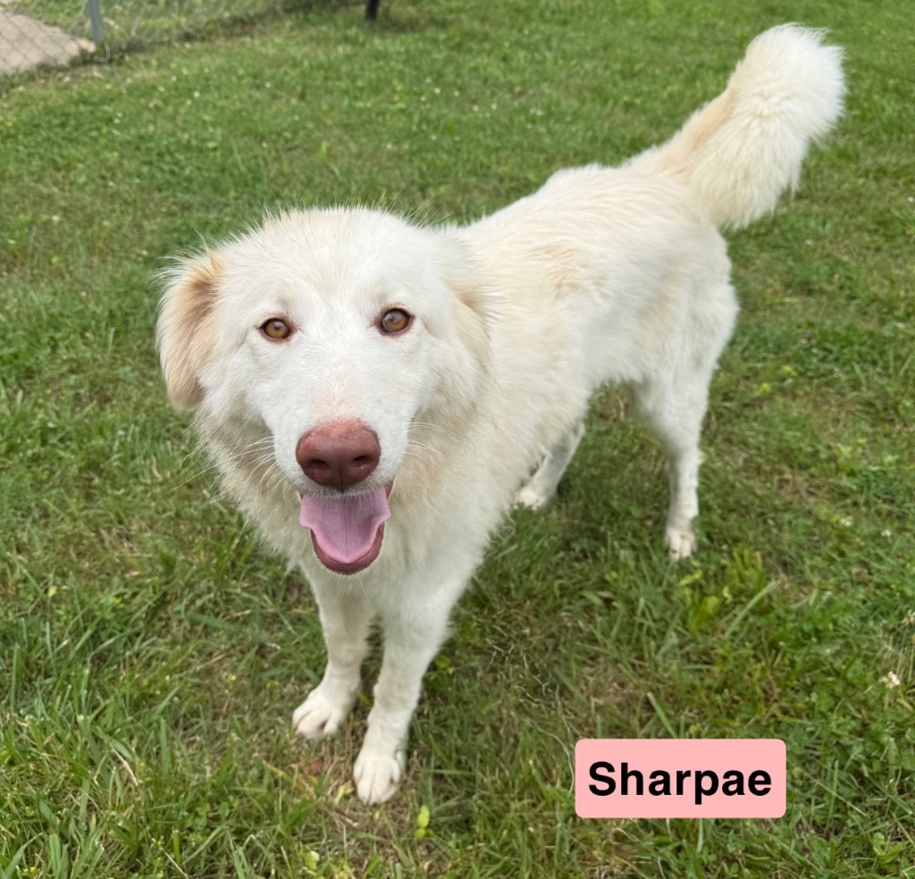 Sharpae