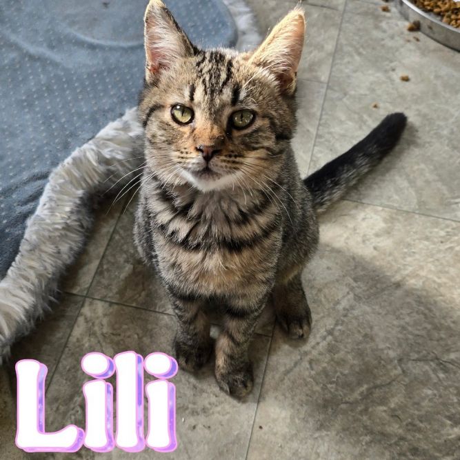 Lili