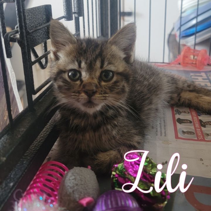 Lili 2