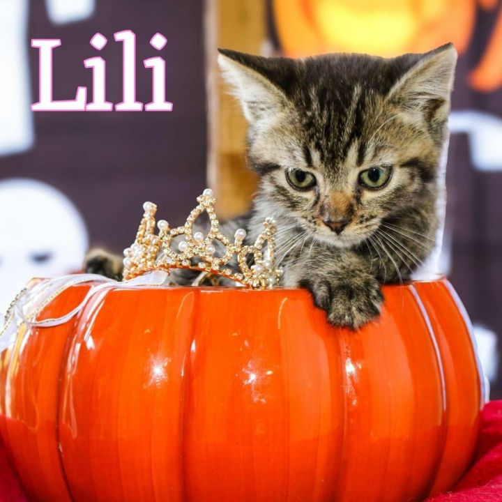 Lili 3