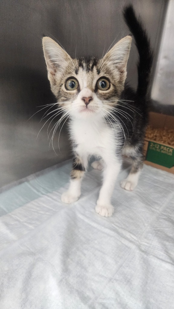 Penny, an adoptable Domestic Short Hair in Brownwood, TX, 76801 | Photo Image 1