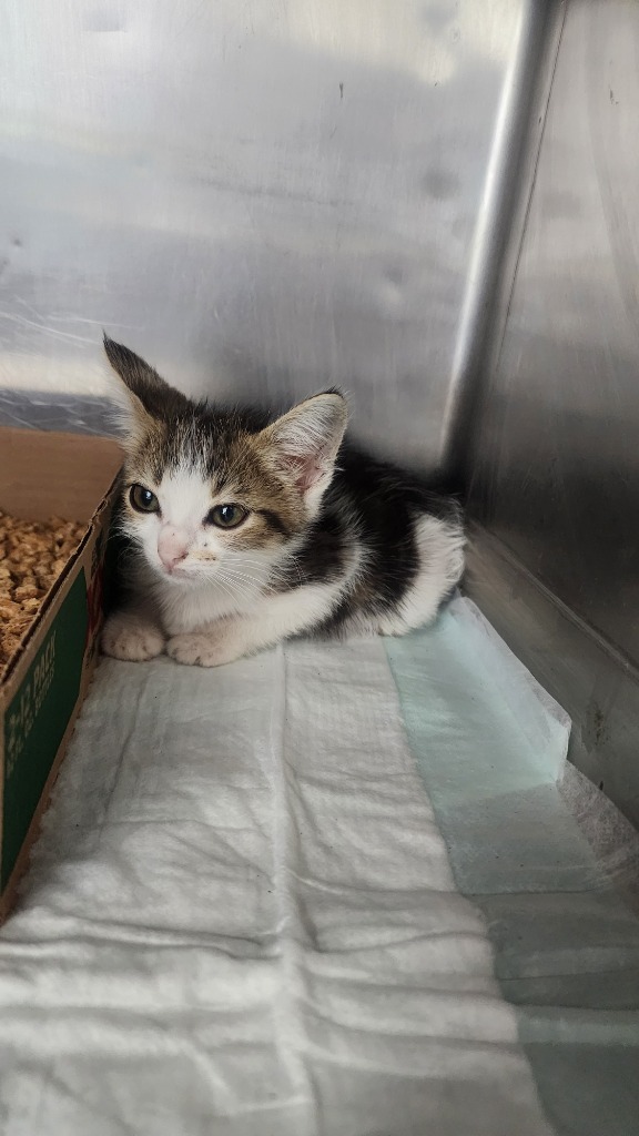 Piper, an adoptable Domestic Short Hair in Brownwood, TX, 76801 | Photo Image 1