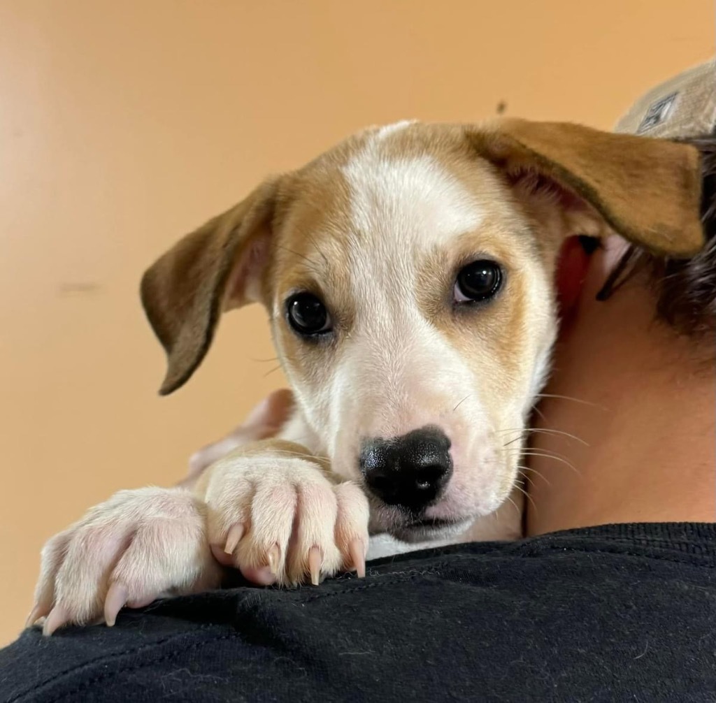 Maisie, an adoptable Dogo Argentino, German Shepherd Dog in Hastings, NE, 68901 | Photo Image 1