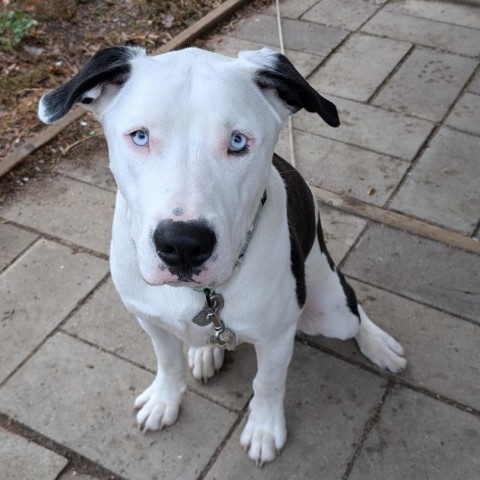 Po, an adoptable Pit Bull Terrier in Sioux Falls, SD, 57106 | Photo Image 1