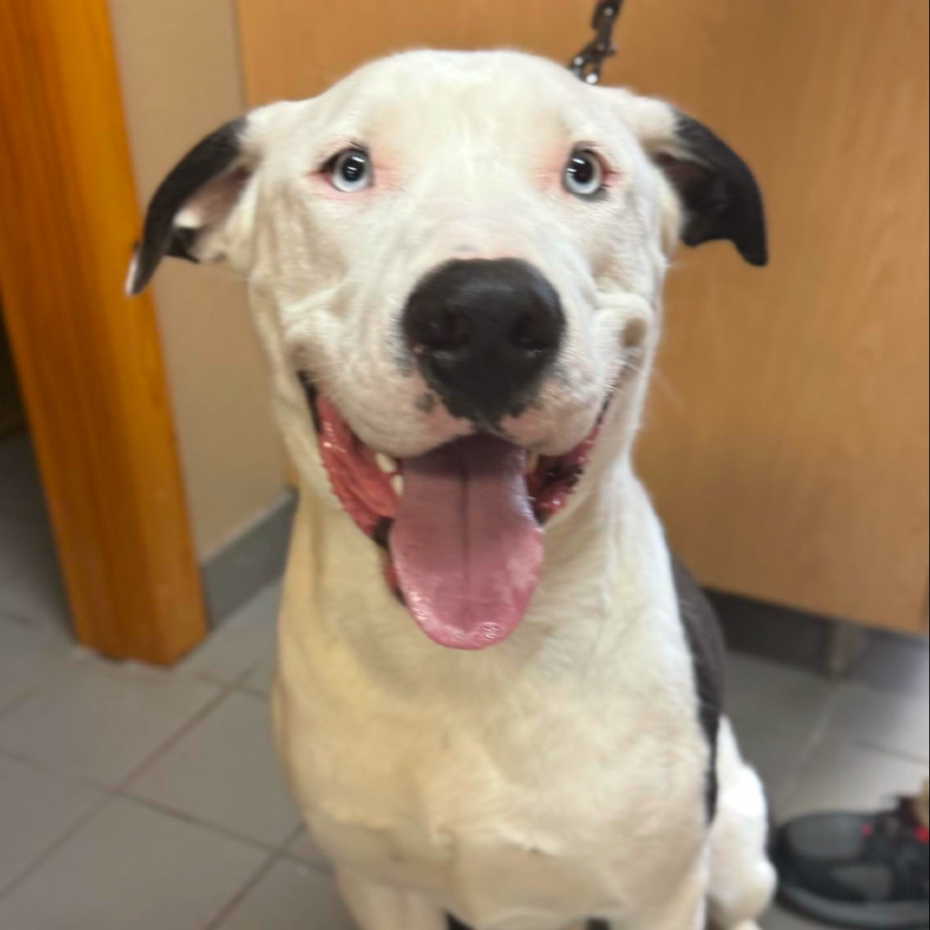 Po, an adoptable Pit Bull Terrier in Sioux Falls, SD, 57106 | Photo Image 1