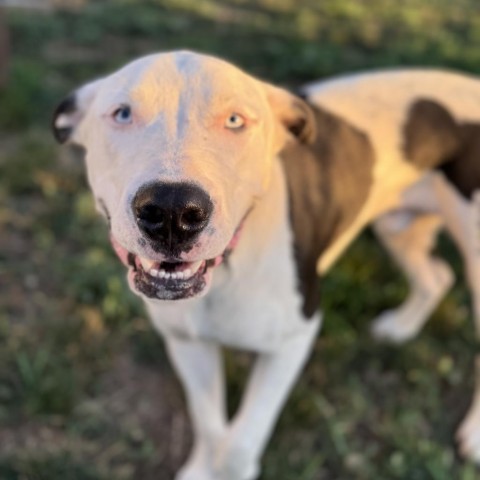 Po, an adoptable Pit Bull Terrier in Sioux Falls, SD, 57106 | Photo Image 2