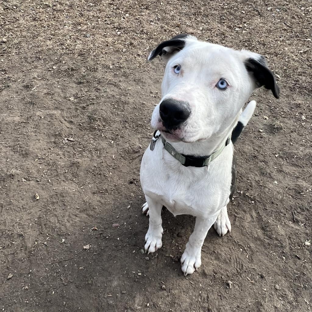Po, an adoptable Pit Bull Terrier in Sioux Falls, SD, 57106 | Photo Image 2