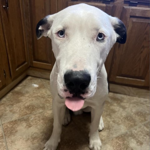 Po, an adoptable Pit Bull Terrier in Sioux Falls, SD, 57106 | Photo Image 3