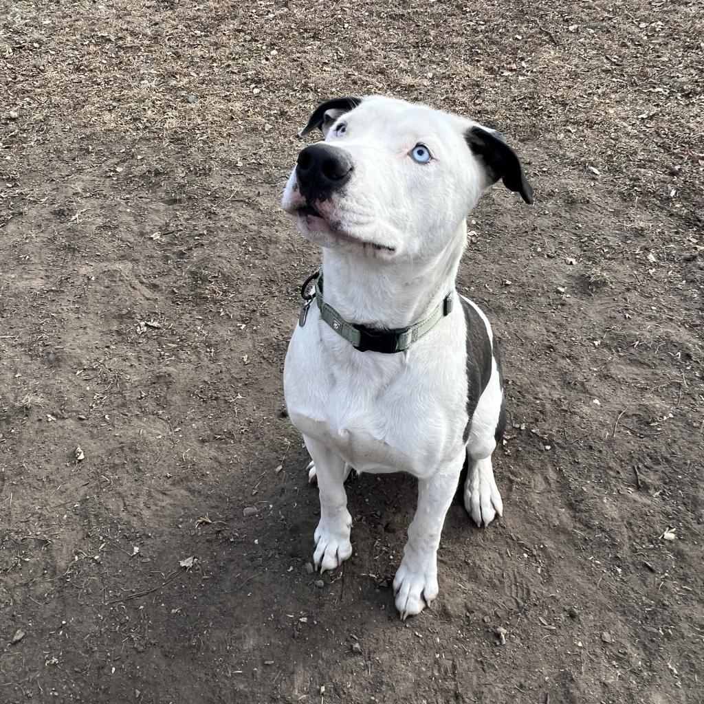 Po, an adoptable Pit Bull Terrier in Sioux Falls, SD, 57106 | Photo Image 3