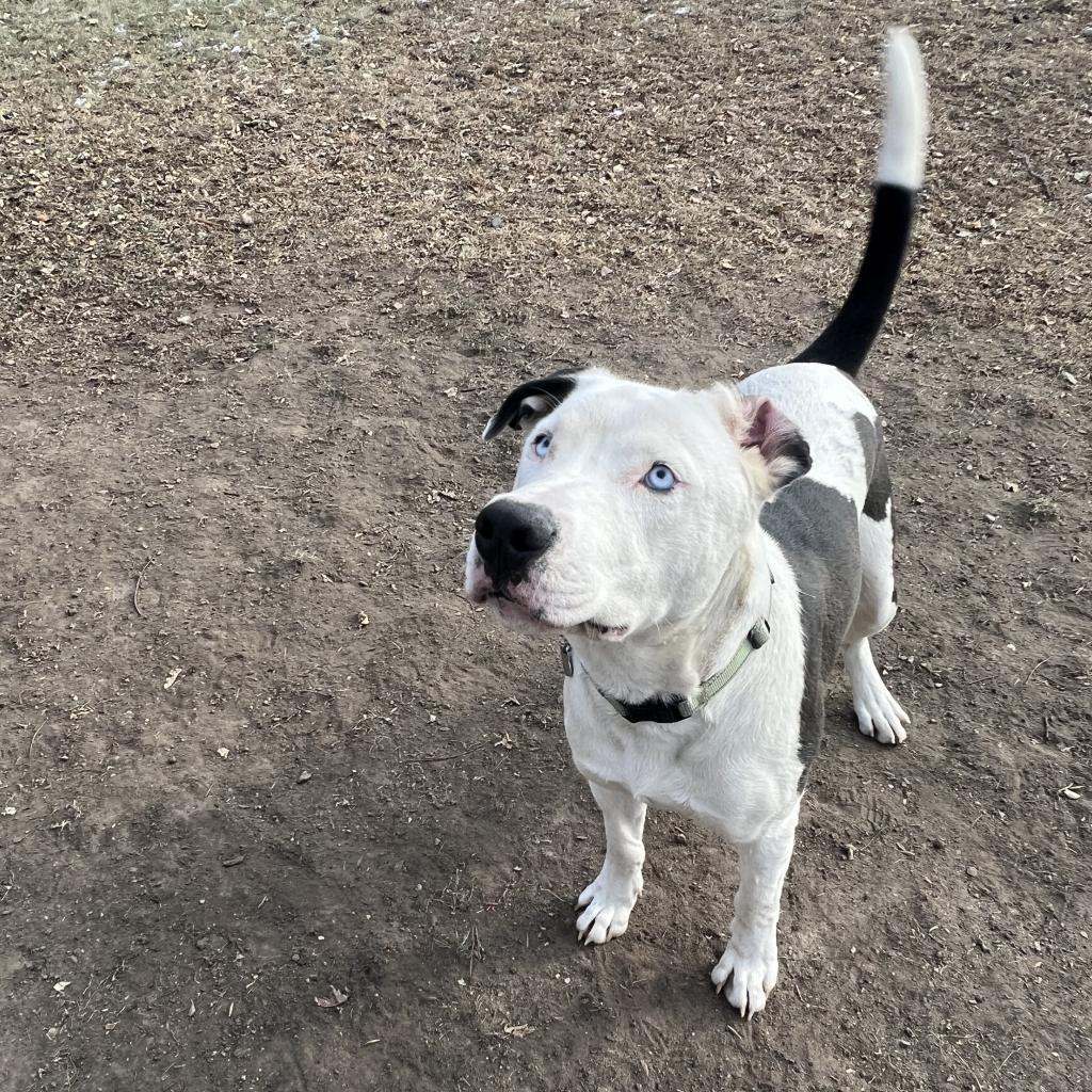 Po, an adoptable Pit Bull Terrier in Sioux Falls, SD, 57106 | Photo Image 4