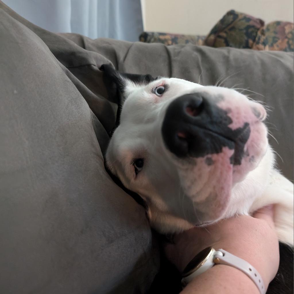 Po, an adoptable Pit Bull Terrier in Sioux Falls, SD, 57106 | Photo Image 5