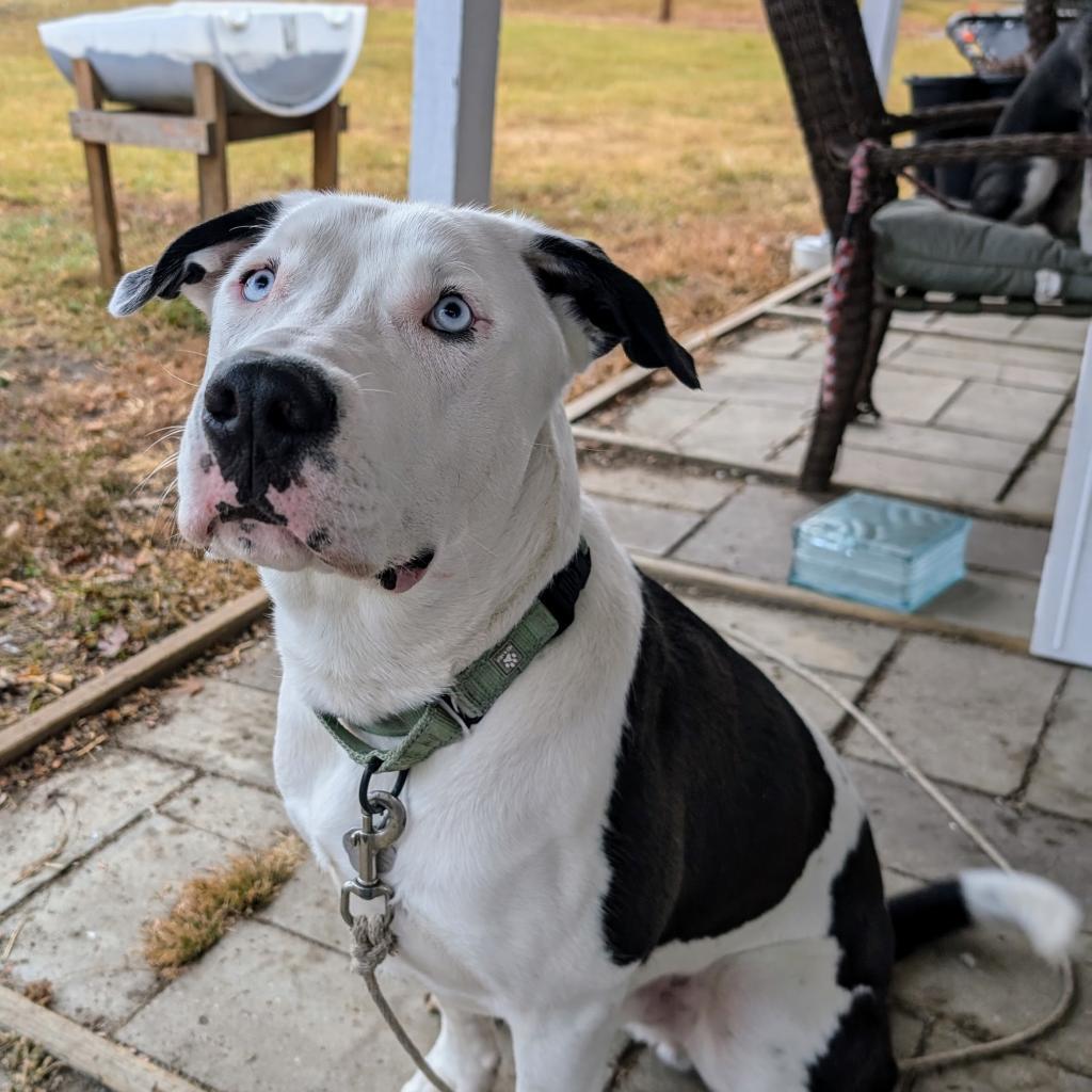 Po, an adoptable Pit Bull Terrier in Sioux Falls, SD, 57106 | Photo Image 6