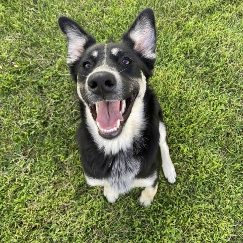 Joni Mitchell, an adoptable German Shepherd Dog, Shepherd in Ruthton, MN, 56170 | Photo Image 1