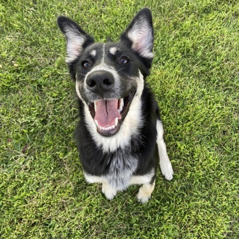 Joni Mitchell, an adoptable German Shepherd Dog, Shepherd in Ruthton, MN, 56170 | Photo Image 2