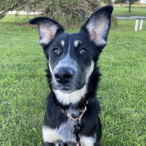 Joni Mitchell, an adoptable German Shepherd Dog, Shepherd in Ruthton, MN, 56170 | Photo Image 3