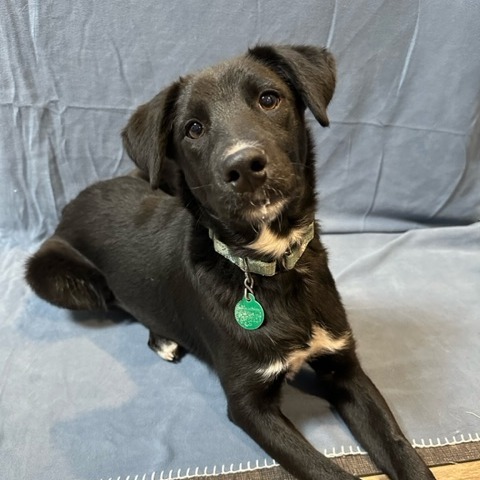 Frankie, an adoptable Black Labrador Retriever, Border Collie in Sioux Falls, SD, 57106 | Photo Image 1