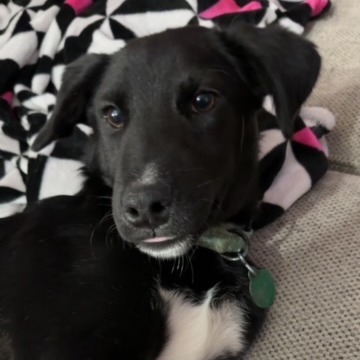 Frankie, an adoptable Black Labrador Retriever, Border Collie in Sioux Falls, SD, 57106 | Photo Image 2