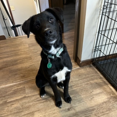 Frankie, an adoptable Black Labrador Retriever, Border Collie in Sioux Falls, SD, 57106 | Photo Image 3