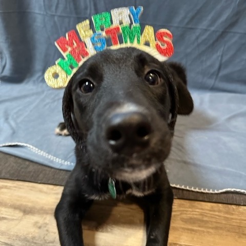 Frankie, an adoptable Black Labrador Retriever, Border Collie in Sioux Falls, SD, 57106 | Photo Image 4