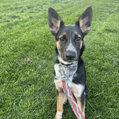 Wordle, an adoptable Shepherd in Sioux Falls, SD, 57106 | Photo Image 1