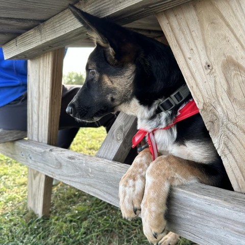 Wordle, an adoptable Shepherd in Sioux Falls, SD, 57106 | Photo Image 2