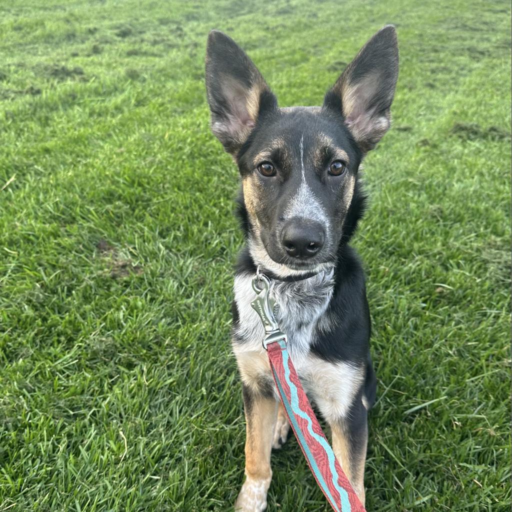 Wordle, an adoptable Shepherd in Sioux Falls, SD, 57106 | Photo Image 2