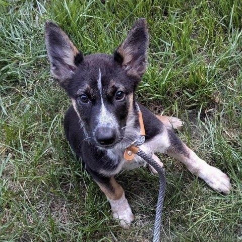 Wordle, an adoptable Shepherd in Sioux Falls, SD, 57106 | Photo Image 3