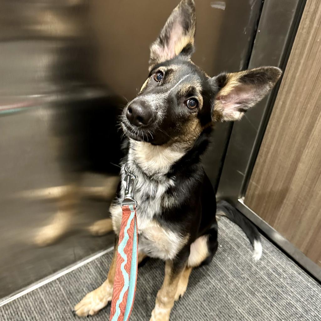 Wordle, an adoptable Shepherd in Sioux Falls, SD, 57106 | Photo Image 3
