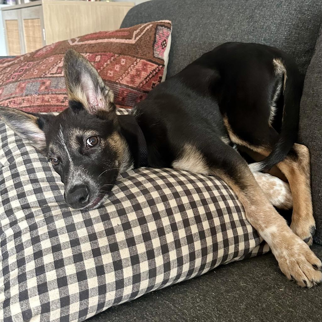 Wordle, an adoptable Shepherd in Sioux Falls, SD, 57106 | Photo Image 4